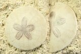 Two Fossil Sand Dollars (Scutella) - France #359691-1